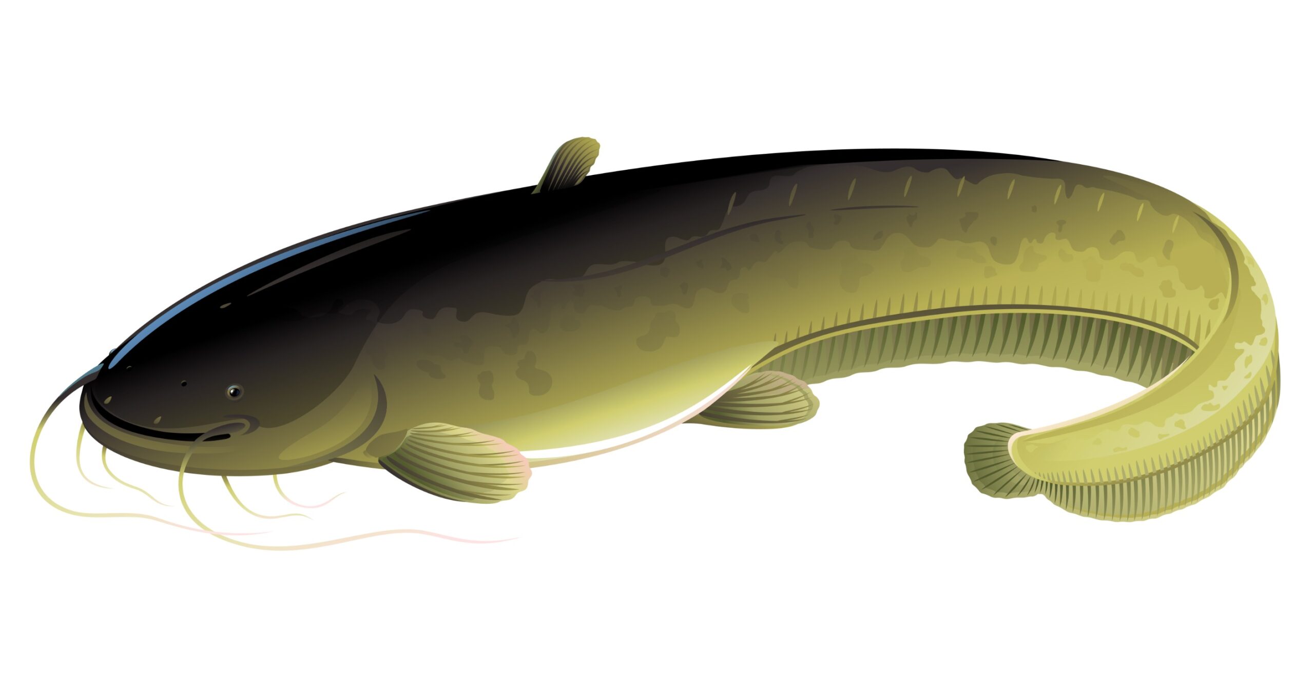 Wels Catfish illustration