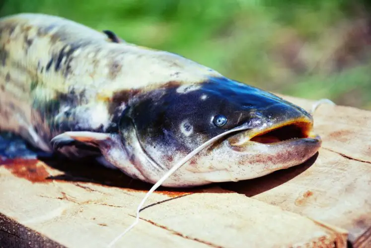 Catfish on wood