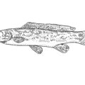 Mudfish drawing vector