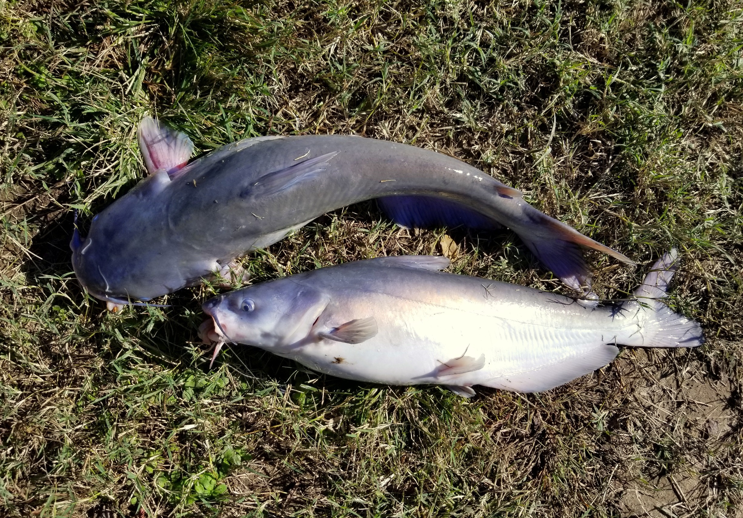 Two channel catfish