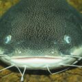 Closeup of catfish focused on its eyes