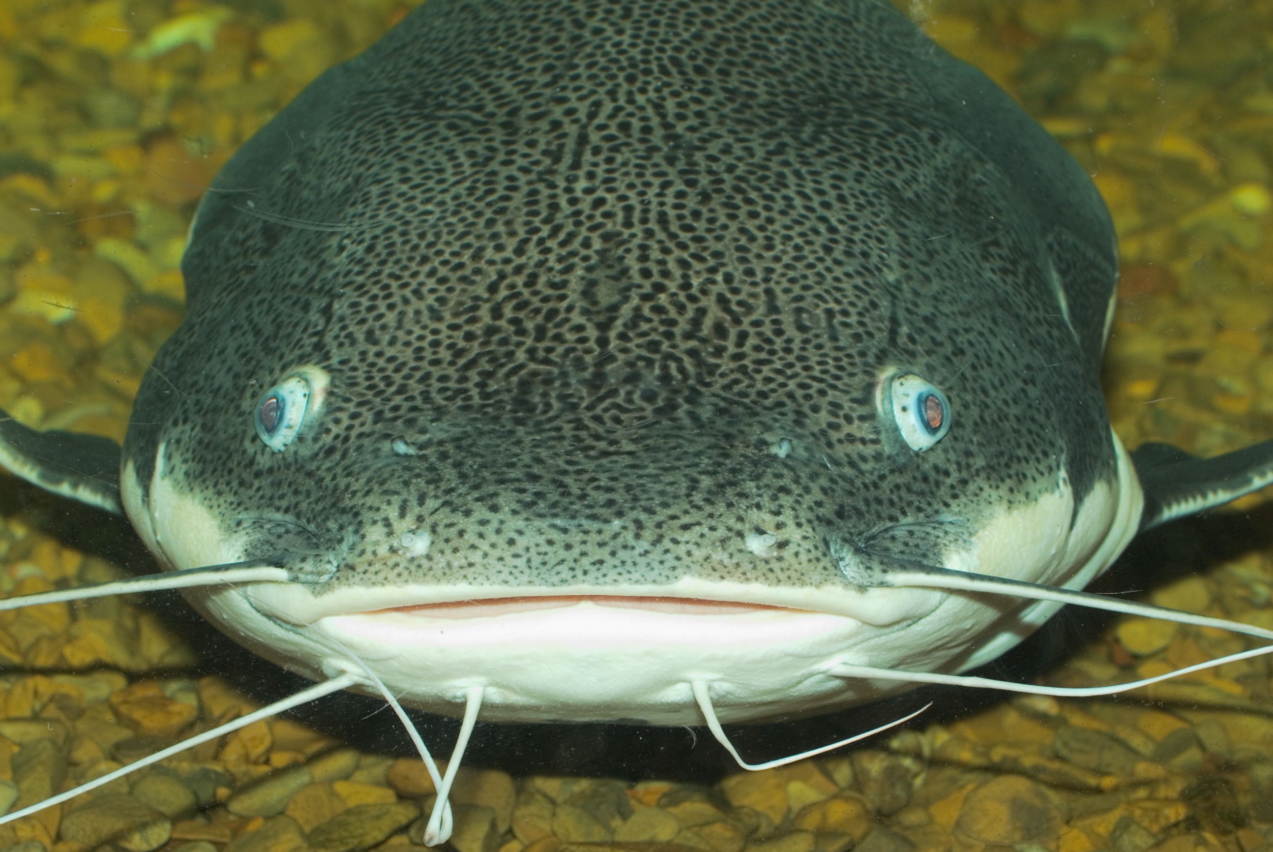 Closeup of catfish focused on its eyes