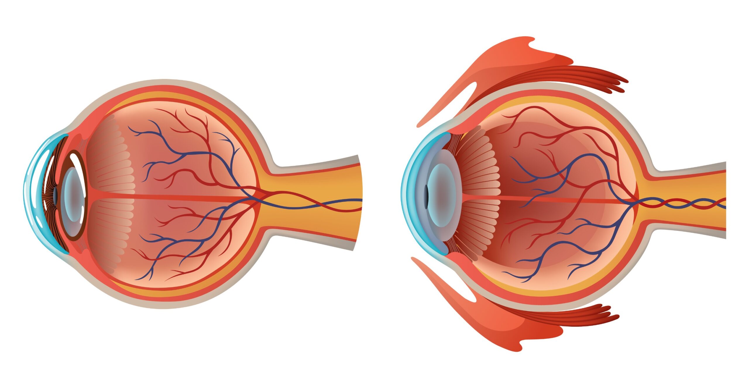 Anatomy of a Human Eye with rods and cones shown