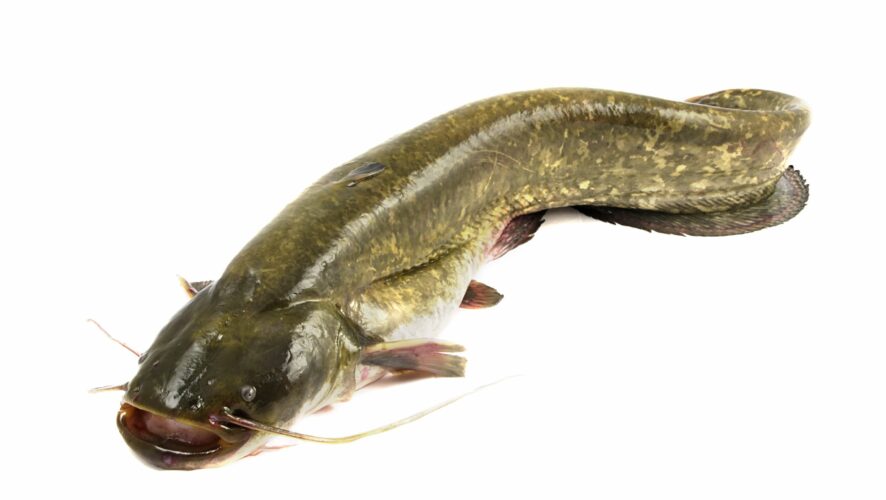 Large Bullhead