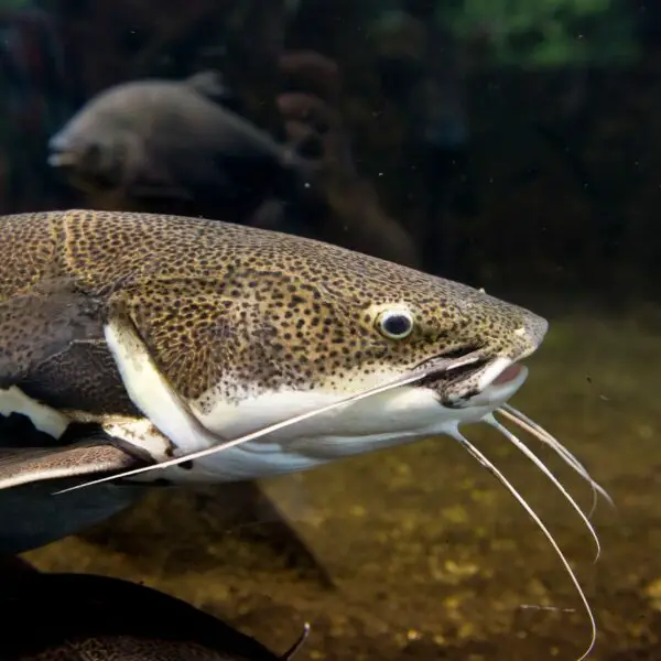 Red tail Catfish