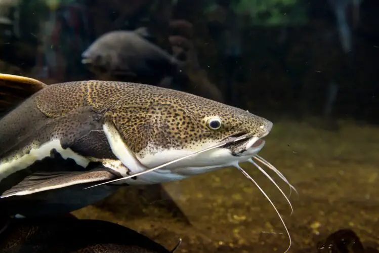 Red tail Catfish