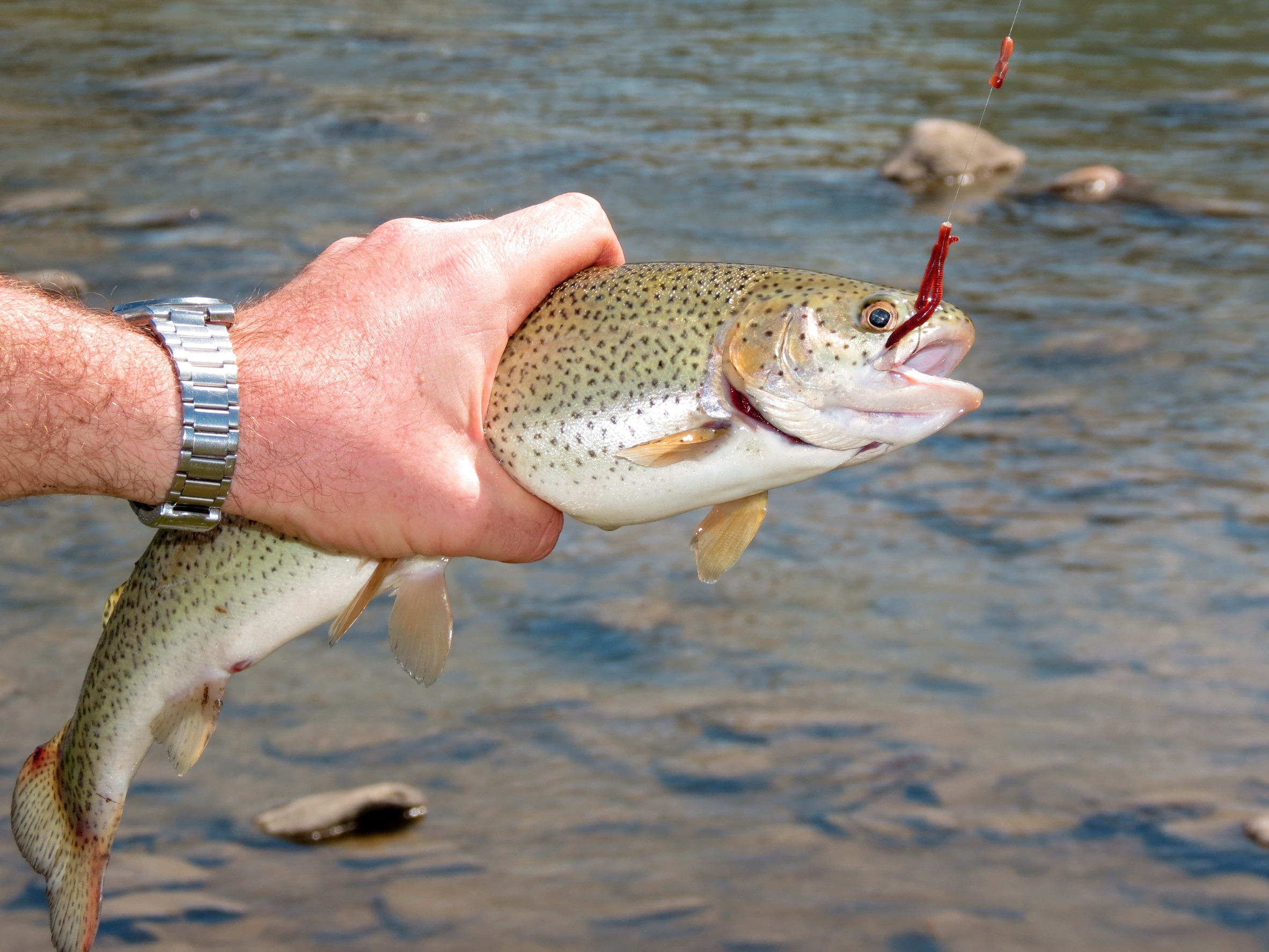 Lake trout