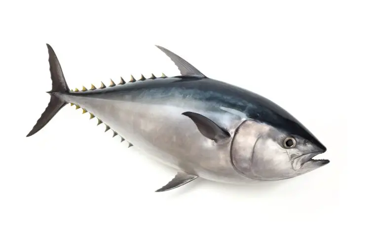 Northern Bluefin Tuna