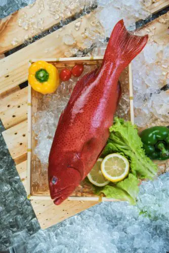 Red Grouper on Table and in ice
