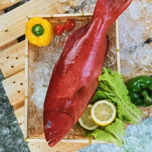 Red Grouper on Table and in ice