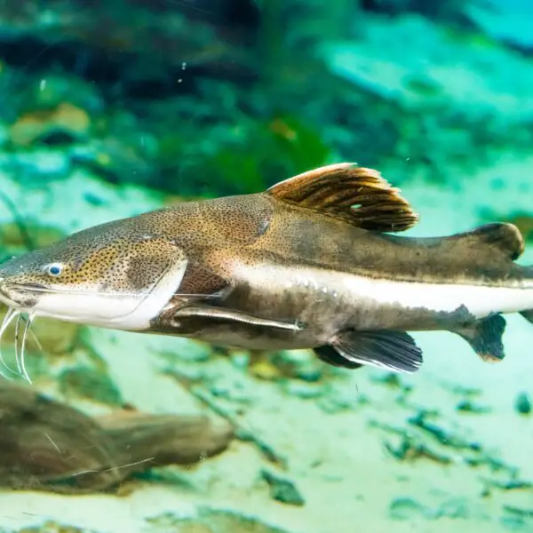 Redtail Catfish side view