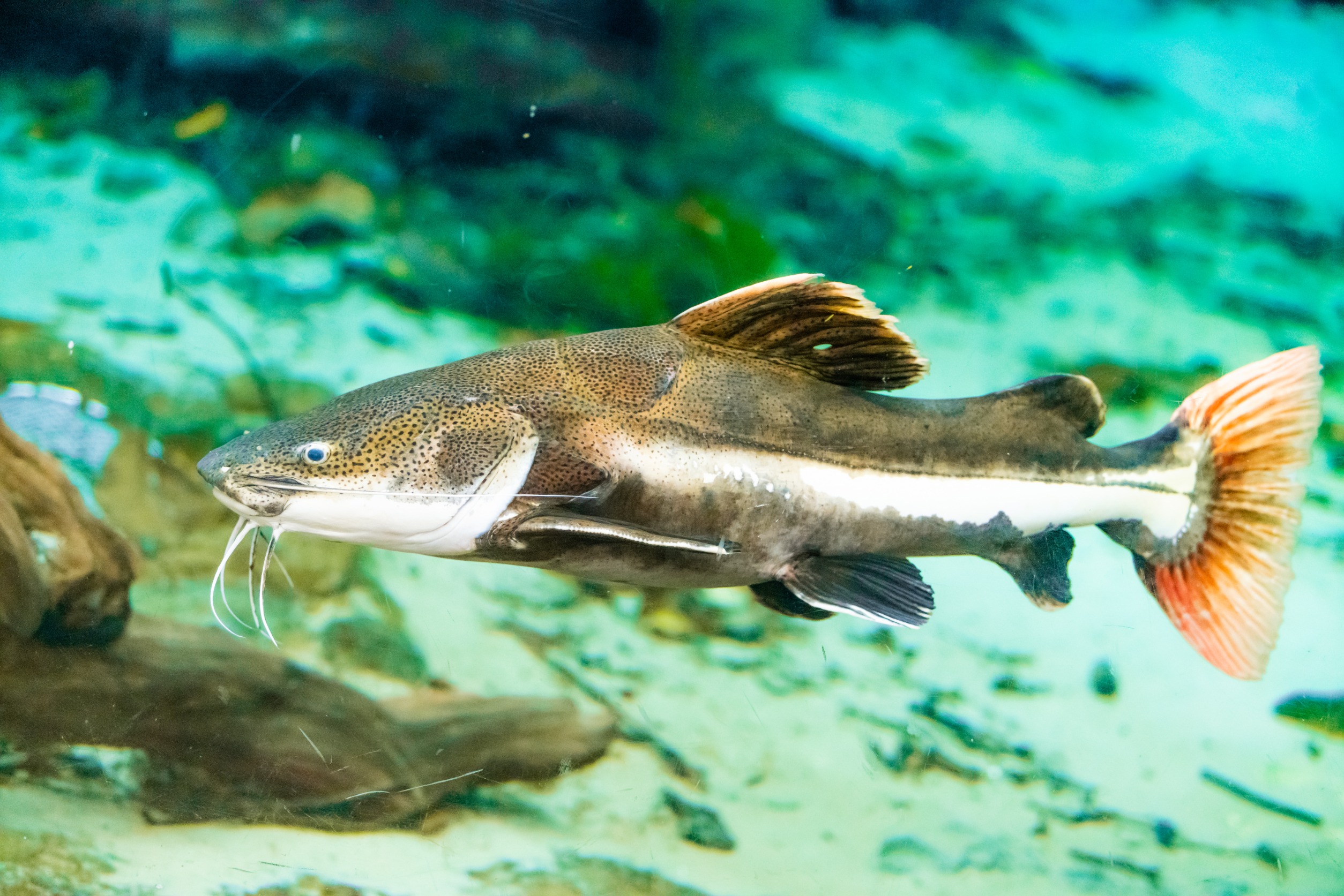 Redtail Catfish side view