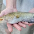 Wels Catfish