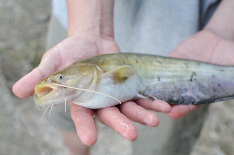 Wels Catfish