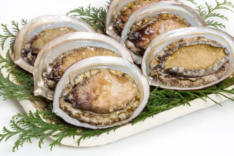 Abalone