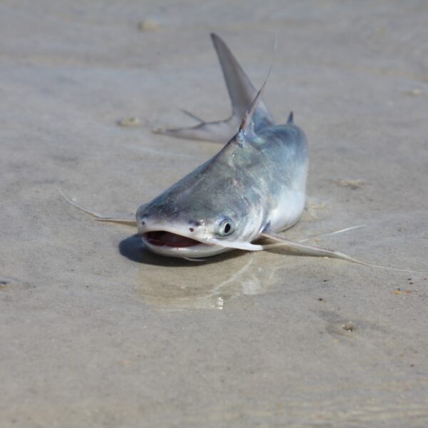 Catfish in very shallow water
