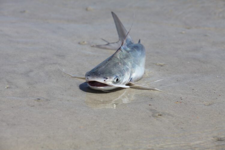 Catfish in very shallow water