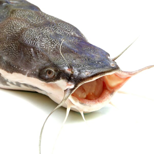 Catfish open mouthed
