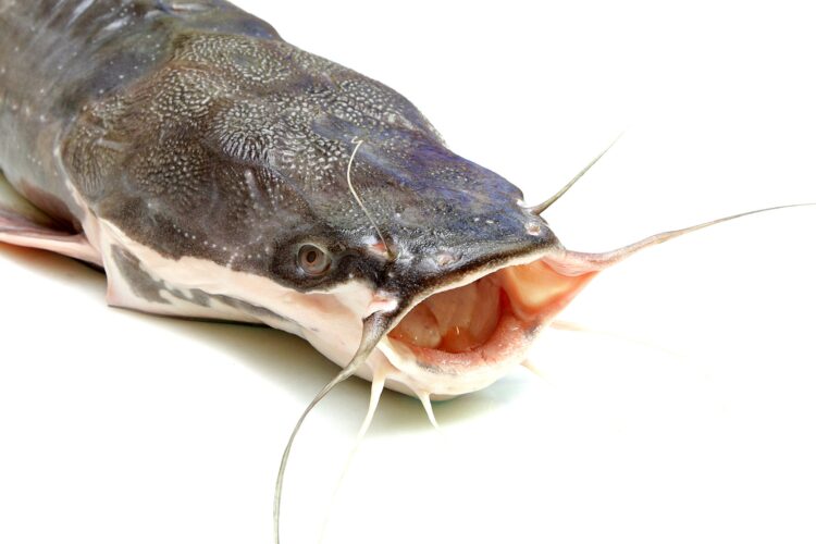 Catfish open mouthed