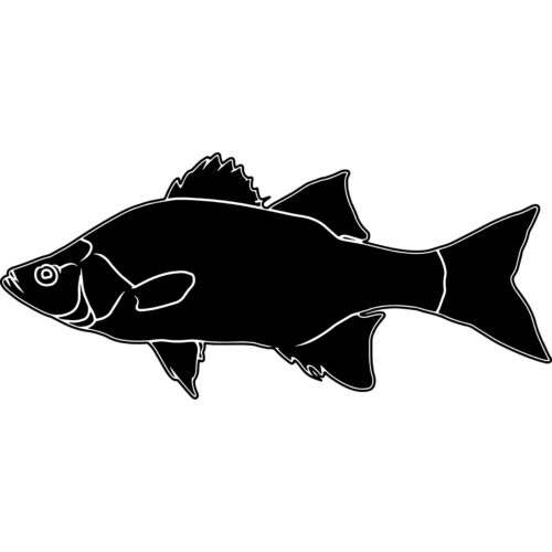 White Bass Drawing white white background and black forfront