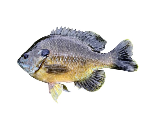 Bluegill Fish on a white backgroung