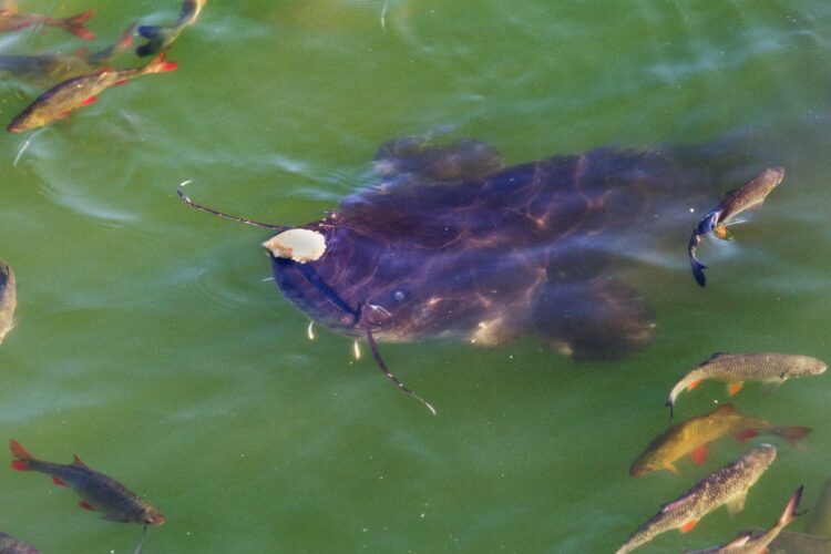 Huge Catfish